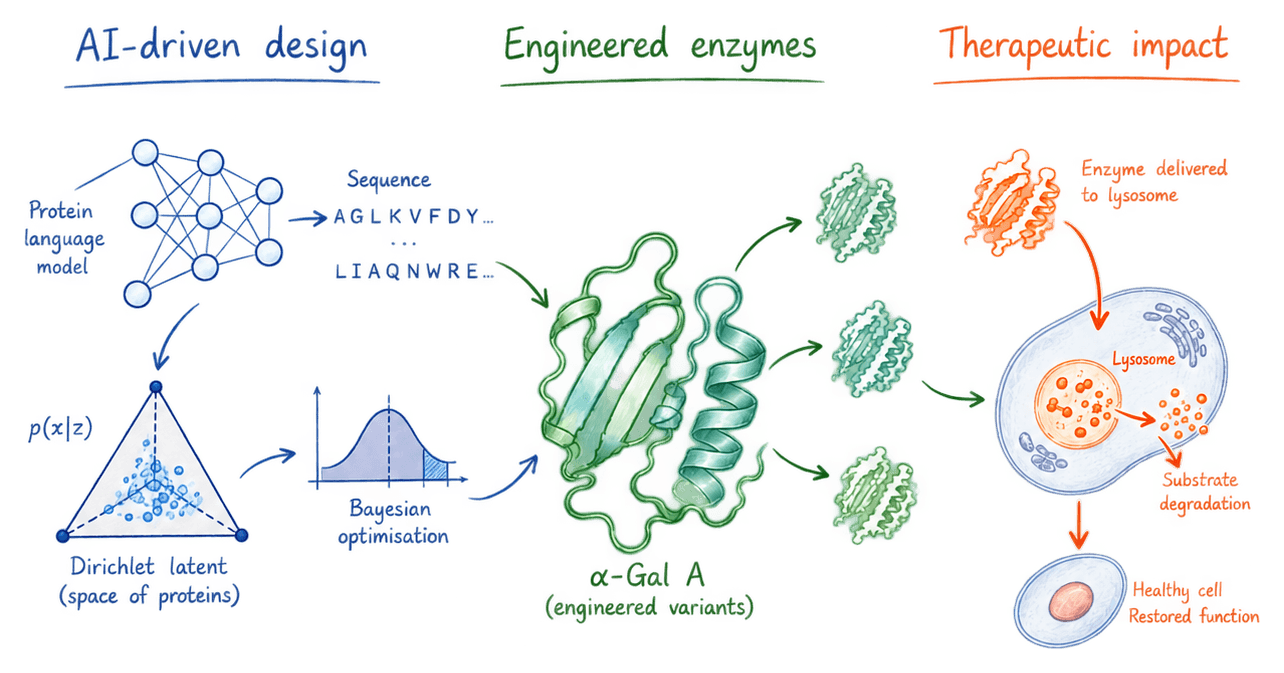 Three stages left to right. AI-driven design: a protein language model and a Dirichlet latent space of proteins feed Bayesian optimisation to propose sequences. Engineered enzymes: variants of the enzyme alpha-Gal A. Therapeutic impact: the enzyme is delivered to the lysosome, substrate is degraded, and the cell is healthy with restored function.