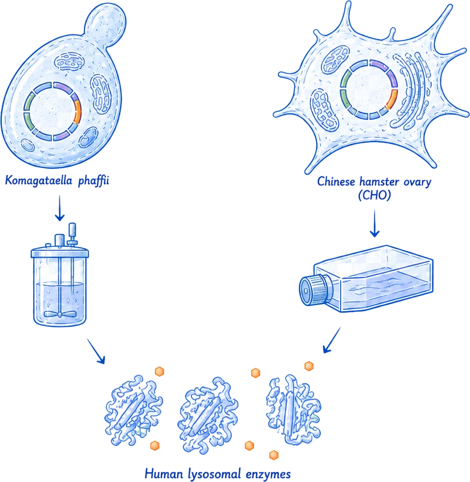 Two engineered production hosts, each carrying a designed plasmid: Komagataella phaffii feeding a stirred bioreactor, and a Chinese hamster ovary cell feeding a culture flask. Both routes converge on human lysosomal enzymes.