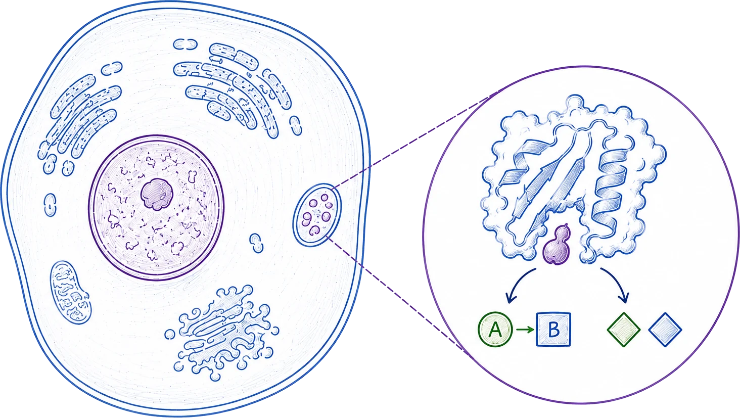 A cell with its nucleus and organelles, with one lysosome enlarged in a callout. Inside it an enzyme is shown binding accumulated substrate and breaking it down into smaller products.